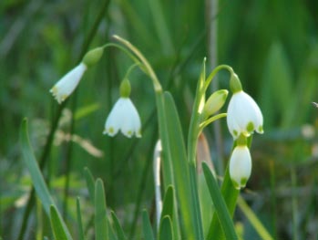 Leucojum aestivumZomerklokje bestellen